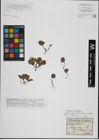 Foto von Salix herbacea L.